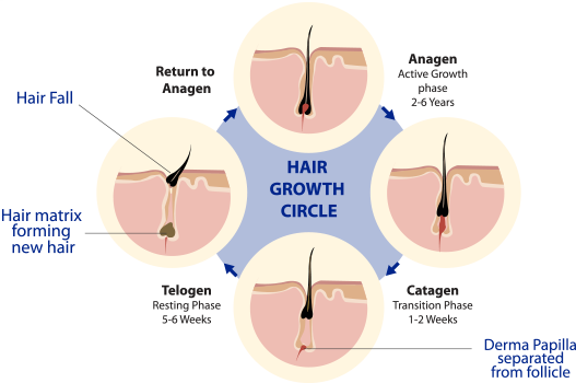 how to regrow hair in the back head